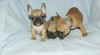 French Bulldog 368416_t.jpg