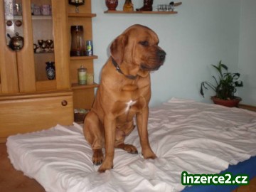 Tosa inu - pejsek_1 370159_1.jpg
