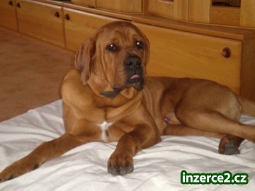 Tosa inu - pejsek_2 370159_2.jpg