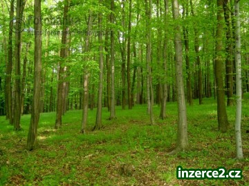 Výkup lesů k těžbě_1 370277_1.jpg