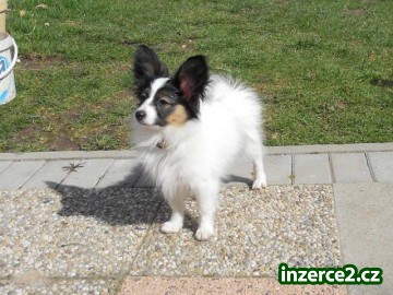Papillon štěňátka s PP_1 370631_1.jpg