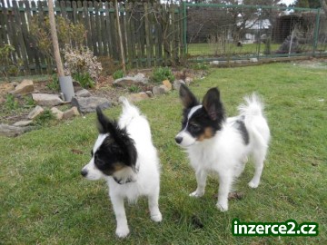 Papillon štěňátka s PP_2 370631_2.jpg