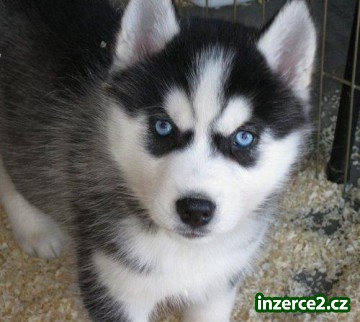 Sibiřský husky štěňata na přijetí_1 370727_1.jpg