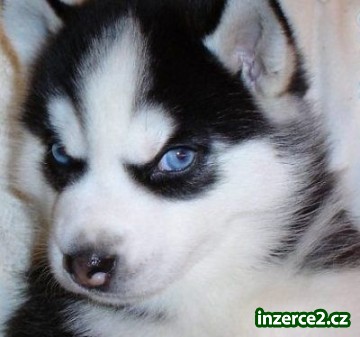Sibiřský husky štěňata na přijetí_2 370727_2.jpg