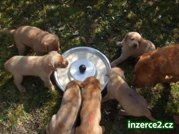 Labradorský retriever_2 371113_2.jpg