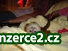 Sladké a kultivované kapucín zvířata na prodej_1 37126_1.jpg