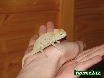Mláďata chameleona jemenského_1 37157_1.jpg