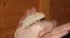 Mláďata chameleona jemenského 37157_t.jpg