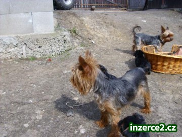 Prodej štěňat jorkšíru_2 373449_2.jpg