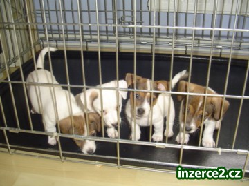 jack russell terier_1 37385_1.jpg