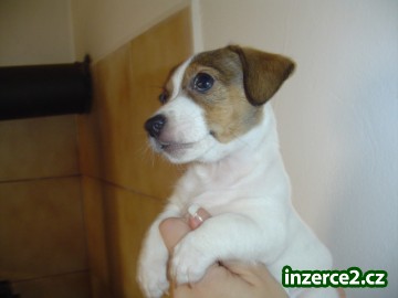 jack russell terier_2 37385_2.jpg