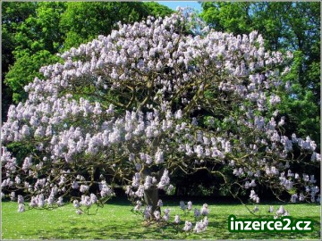 paulownia vypěstujte si palivové dřevo KOŘENÁČ_1 373892_1.jpg