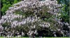 paulownia vypěstujte si palivové dřevo KOŘENÁČ 373892_t.jpg