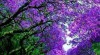 Sazenice Paulownia-Kirl,Biomass,Elongata,Tomentosa 374649_t.jpg