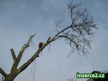 Kácení stromů Albrechtice,Rizikové kácení Albrechtice_2 374677_2.jpg