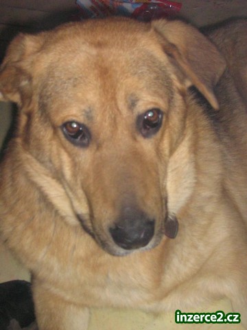 Labradorský Retrívr - Daruji_1 3776_1.jpg