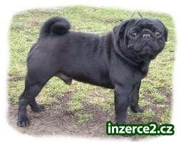 Mops černý pejsek k prodeji_1 378152_1.jpg