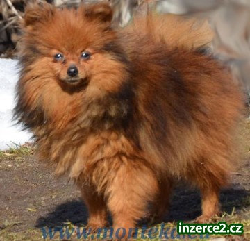 německý špic trpasličí_2 378498_2.jpg