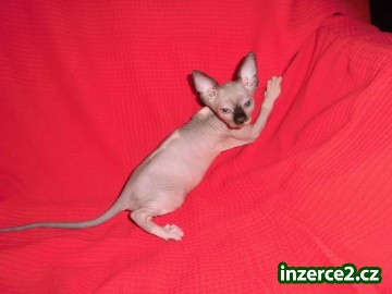 Kanadský sphynx s PP_1 378634_1.jpg