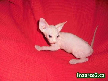 Kanadský sphynx s PP_2 378634_2.jpg