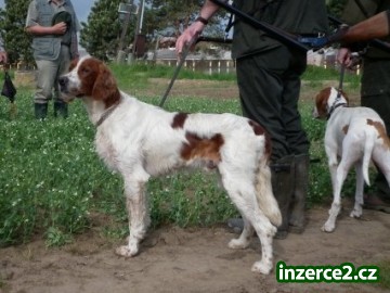 IRSKÝ ČERVENOBÍLÝ SETR s PP_1 379041_1.jpg
