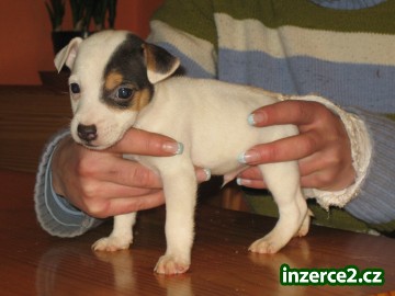 jack russel terier_1 37962_1.jpg