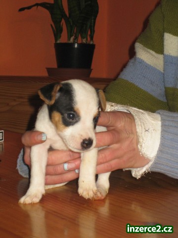 jack russel terier_2 37962_2.jpg