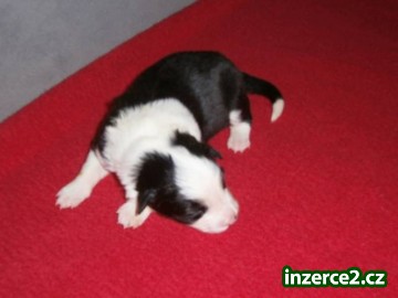 Border collie s PP_1 379659_1.jpg