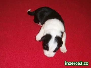 Border collie s PP_2 379659_2.jpg