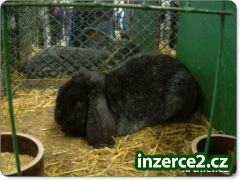 Daruji krásného beraního králíčka_1 38090_1.jpg