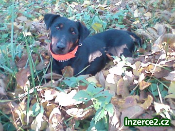 Jagdterriér(Německý lovecký teriér) štěně s PP_1 38145_1.jpg