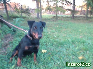 Jagdterriér(Německý lovecký teriér) štěně s PP_2 38145_2.jpg
