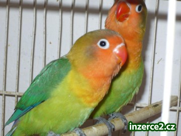 agapornis_1 38150_1.jpg