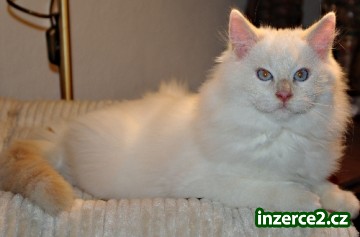Ragdoll_1 38156_1.jpg