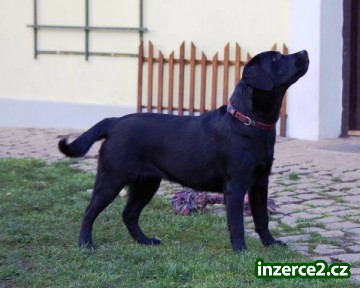 Prodám mladou fenku labradora s PP_1 382209_1.jpg