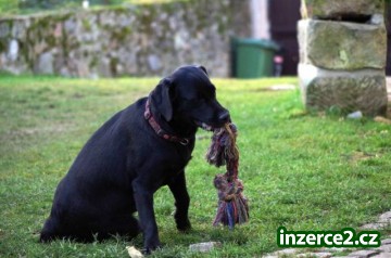Prodám mladou fenku labradora s PP_2 382209_2.jpg