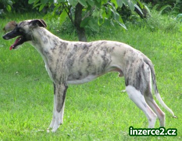 vipet , whippet krytí_2 382294_2.jpg