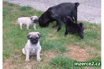 Krásná čistokrevná štěňata mops (Béžové černé)_1 383505_1.jpg