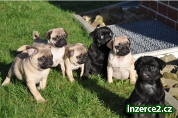 Krásná čistokrevná štěňata mops (Béžové černé)_2 383505_2.jpg