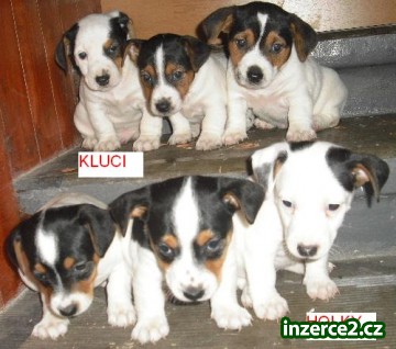 jack russelln terier_1 38350_1.jpg