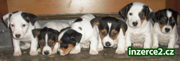 jack russelln terier_2 38350_2.jpg