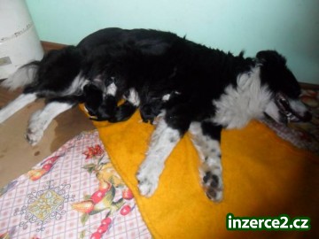 Štěňata border collie_1 383617_1.jpg