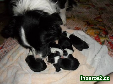 Štěňata border collie_2 383617_2.jpg