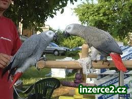 Pár afrických papoušků šedých s klecí_2 383748_2.jpg