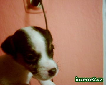 jack russel terier_2 38403_2.jpg
