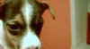 jack russel terier 38403_t.jpg
