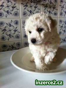 Bišonek-bichon a poil frise_1 384988_1.jpg