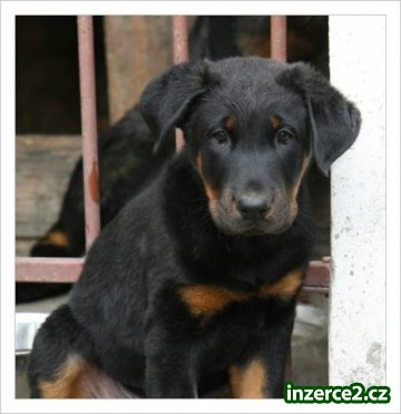 Prodám štěně (pejsek) Beaucerona s PP_2 385073_2.jpg