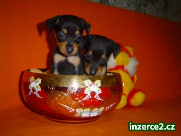 Pražský Krysařík_2 385309_2.jpg