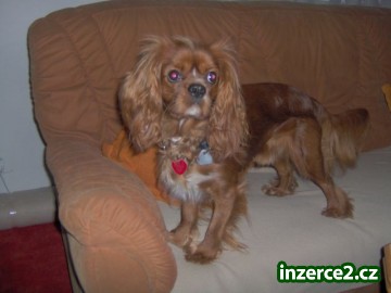 NABÍZÍM KRYTÍ KAVALÍR KING CHARLES SPANEL_2 38545_2.jpg